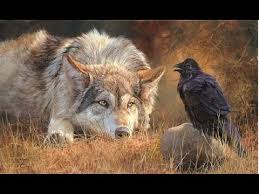 Image result for wild animals