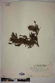 Image result for Blepharis burundiensis