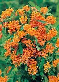 Image result for Asclepias longirostra
