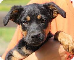 South dakota, sd teacup breeders and rescue. Stamford Ct Rottweiler Meet Lulu A Pet For Adoption