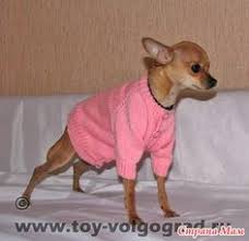 vyazannaya koftochka s rukavom reglan mk sobaki risunok sobaki sviter dlya sobak