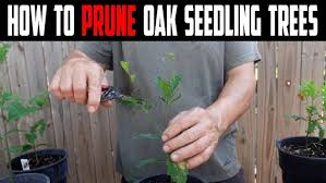 Image result for oak sapling