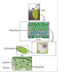 What is the site of photosynthesis in chloroplast. Intro To Photosynthesis Article Khan Academy