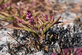 Image result for Cryptosepalum exfoliatum