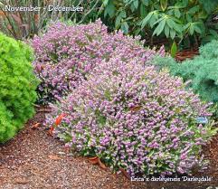 Growing Heath And Heather For Year Round Color Singing Tree Gardens Nursery Year Round Colors Heather Gardens Winter Plants