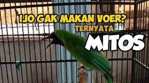 Ternyata Hanya Mitos Cucak Ijo Tidak Makan Voer Youtube