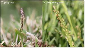 Check spelling or type a new query. Texas Turfgrasses Aggieturf
