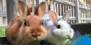 Small Animal Friends!
