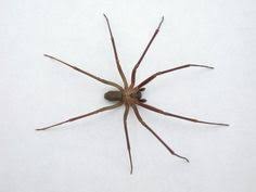 Despite how many spiders lived among them, not one of those spiders. Brown Recluse Spider Bites