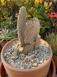 My cactus has this brown areas growing across the surface since a week ago. Fungal Mold Growth On Cactus Causes Cures Identification Of Mold Species That Grow On Cactus Plants