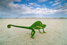 Chamaeleo Dilepis Dilepis Makgadikgadi Pans Botswana