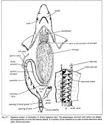 Scoliodon Distribution Structure And Sense Organs Dogfishes