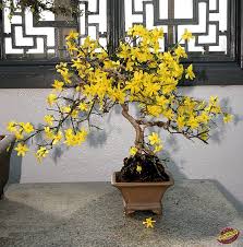 Image result for Jasminum nudiflorum