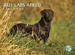 2021 Labs Afield Calendar Silver Creek Press