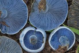 Image result for Indigofera macrocalyx