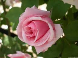 Tanto Tiempo Perdido Youtube