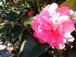 Autumn Spirit Camellia Fall Blooming Camellia With Medium Bright Deep Pink Peony Flower Form Average Upright Compact Growth Pink Peonies Peony Flower Bloom