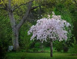 Black tartarian (originally ronald's large black heart) is an heirloom cultivar of cherry. Cherry Trees Buying Growing Guide Trees Com