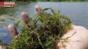 Image result for Hydrilla