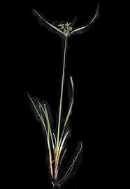 Image result for Cyperus alopecuroides