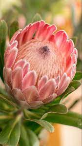 Protea Flower Protea Flower Wholesale Flowers Protea Plant