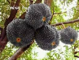 Jenis durian duri hitam memang sangat identik dengan warna hitam pada ujung durinya. Bibit Pohon Buah Durian Once Atau Duri Hitam Malaysia Original Konstruksi Dan Taman 763418959