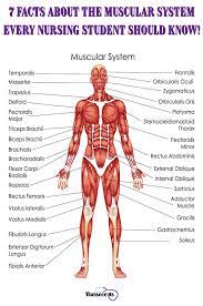 7 Facts About The Muscular System Every Nursing Student Should Know Human Muscle Anatomy Human Muscular System Muscular System Anatomy