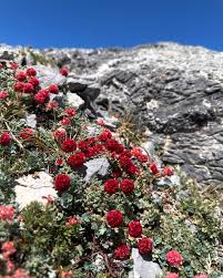 Image result for Eriosema verdickii