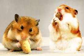 Zahn Und Krallenpflege Bei Hamstern Hamsterseiten De