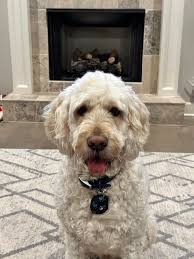 Could someone make a Christmas background for Molly Rae?