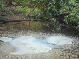 Silver glen springs is located near lake george on highway 19, six miles north of sr 40 in ocala national forest. Silver Glen Springs Ocala National Forest Florida Hikes