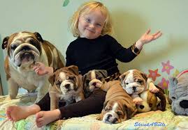 Miniature English Bulldog Care