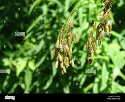 Image result for Scirpus pendulus
