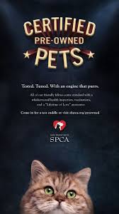 San Francisco Spca Certified Pre Owned Cat Ads Of The World Pet Adoption Event Spca Pet Adoption