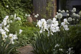 Jardin Blanc Moderne Idees Et Conseils Pour Un Jardinet Doux Et Lumineux Jardins Blancs Jardinet Idees De Jardin Fleur