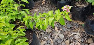 Image result for x Ruttyruspolia 'Phyllis van Heerden'