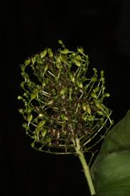 Image result for Aneilema