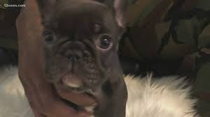 French bulldog puppies for sale in texas usa. Woman Steals French Bulldog Puppy From Peoria Man Khou Com
