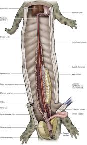 Each and every style of change will likely have a distinct image and so will the various. Mesorchium An Overview Sciencedirect Topics