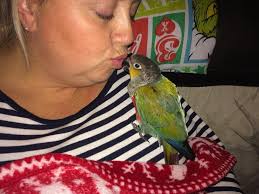 My 3 little luxury decs have just arrived, they are quite a size … cheered  me up after such a sad week ….. have yours arrived ?  ❄️❄️❄️❄️❄️❄️❄️❄️❄️❄️❄️❄️❄️❄️ Hubbys put Miracle on