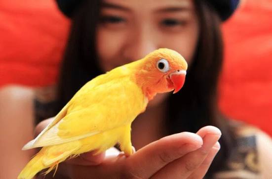 Most Popular Pet Birds | PetMD