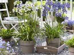 30 cm x 98 cm et grande taille et construit assez bien pour une saison de croissance et peuvent. Agrementer Sa Terrasse Ou Son Balcon Avec Des Plantes En Pot Silence Ca Pousse