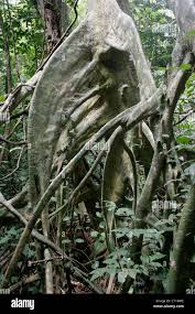 Image result for Uapaca guineensis