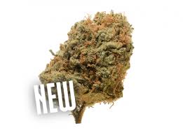 This plant is as smooth as they come, truly defining what it means to be strong indica, and earning its fan base by being consistently easy to cultivate, and offering a generous yield to boot. Critical Mass 10 Pack Regular Amsterdam Genetics Hanfsamen Kaufen