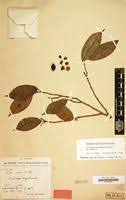 Image result for Trilepisium madagascariense