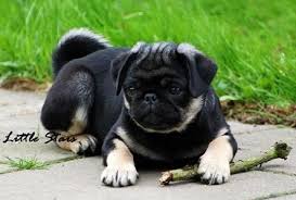 Black And Tan Pug Black Tan Pug Too Cute Black Pug Puppies Pug Puppies Baby Pugs