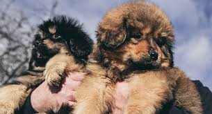 Maybe you would like to learn more about one of these? Tibetan Mastiff The Perfect Pet Or A Great Guard Dog