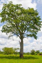 Image result for Maclura africana