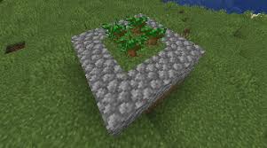 Why Won'T My Dark Oak Tree Grow : R/Minecraft