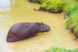 Pesa em média, entre 49 e 50 kg, sendo o maior roedor do mundo. El Carpincho Hydrochoerus Hydrochaeris El Roedor Mas Grande Del Mundo Salta Fuera Del Agua Fotos Retratos Imagenes Y Fotografia De Archivo Libres De Derecho Image 84784965